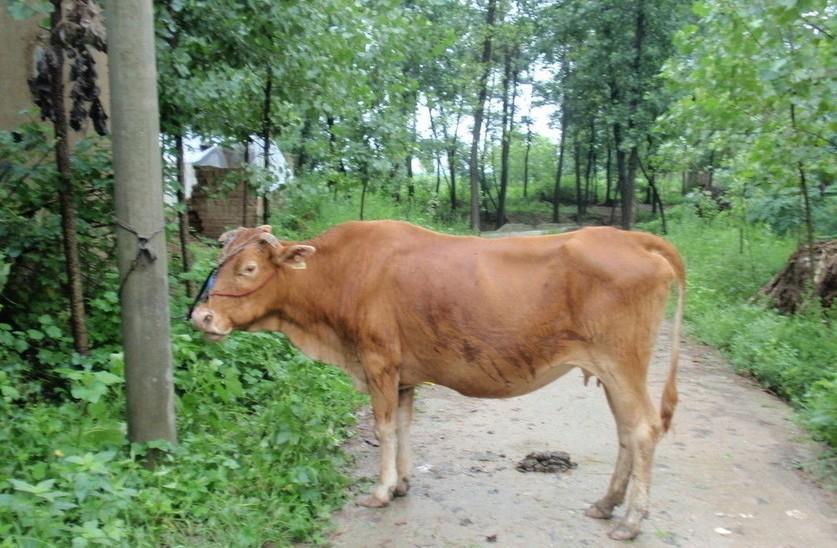 阿勒泰最新求一个套医保卡的黄牛是真的吗方法分析(最方便真实的阿勒泰求一个套医保卡的黄牛是真的吗还是假的方法)